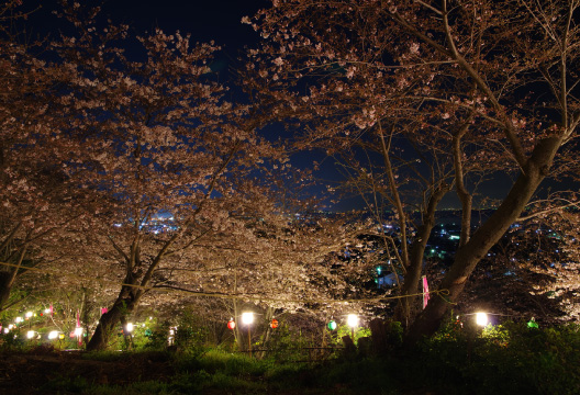 西浦温泉桜まつり